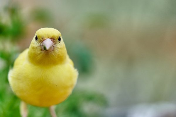 専門獣医師が解説するカナリアってどんな鳥?知らないといけない生態と特徴〔Ver.2〕