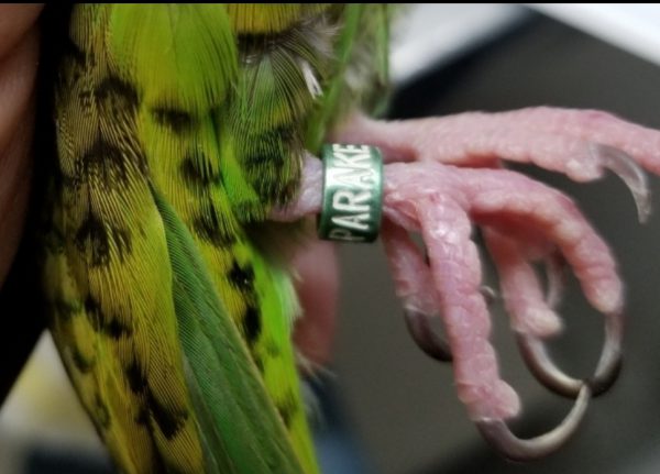 専門獣医師が解説する鳥の足環とは？