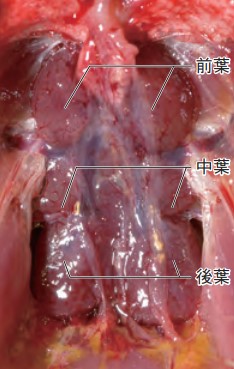 専門獣医師が解説するヤエザクラインコとは？