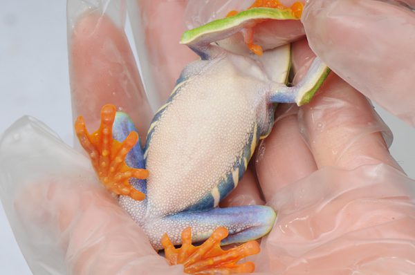 アカメアマガエル