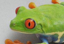 アカメアマガエル
