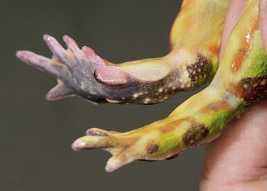ツノガエルの足