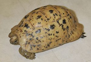 キレナイカギリシャリクガメ
