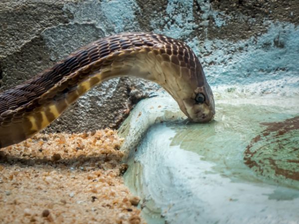 自ら水を飲むの？専門獣医師が解説するヘビの飲水