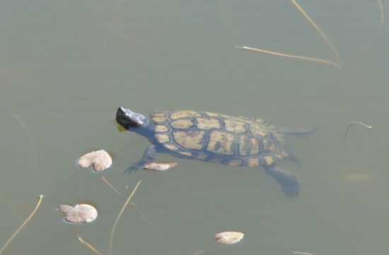 イシガメ