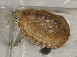 クサガメパステル