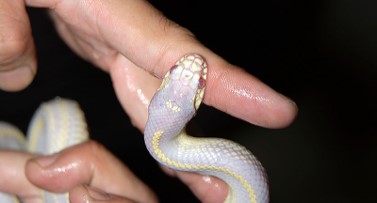 専門獣医師が解説するヘビのハンドリング