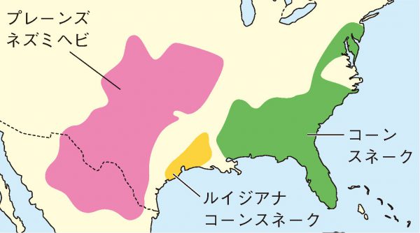 コーンスネーク分布図