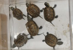 クサガメアルビノ