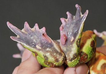 ツノガエルの指