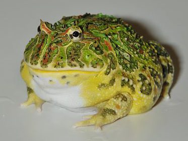 ベルツノガエル
