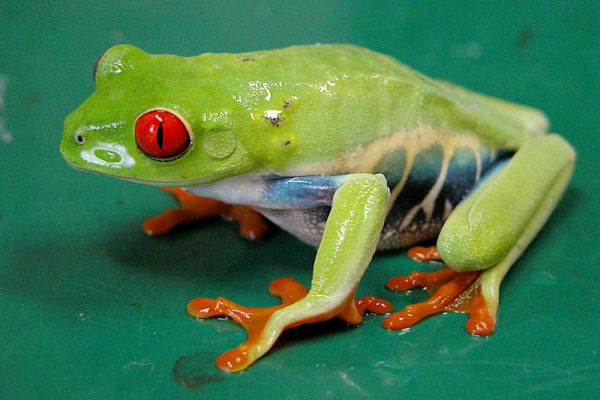 アカメアマガエル