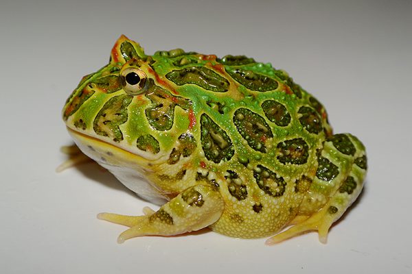 ベルツノガエル
