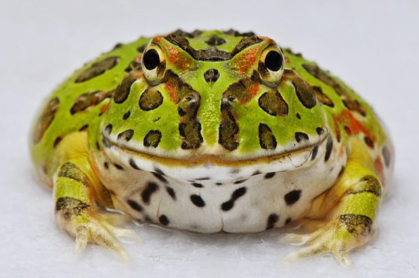 ツノガエルの口