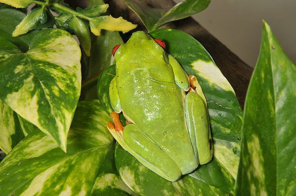 アカメアマガエル