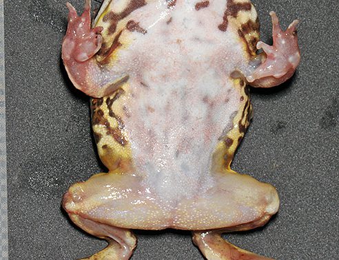 クランウェルツノガエル