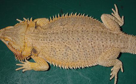 フトアゴヒゲトカゲのとげ