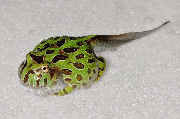 ベルツノガエルオタマジャクシ