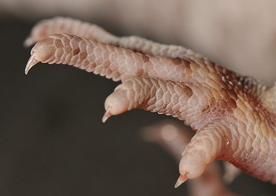 ヒョウモントカゲモドキの爪