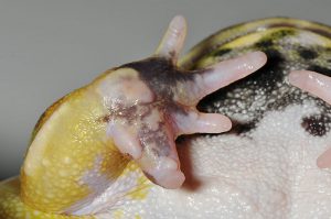 ツノガエルダキダコ