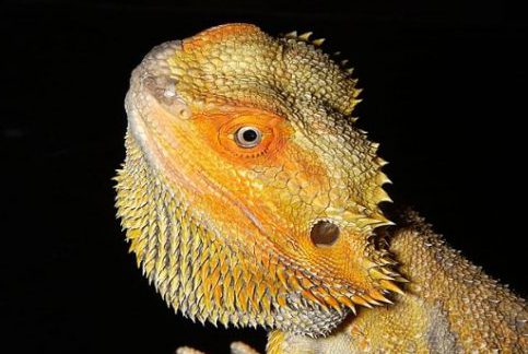 フトアゴヒゲトカゲ"