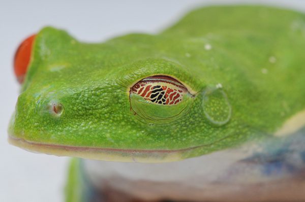 アカメアマガエルの目