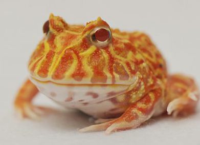 ツノガエルアプリコット