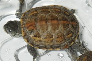 クサガメライトカラー