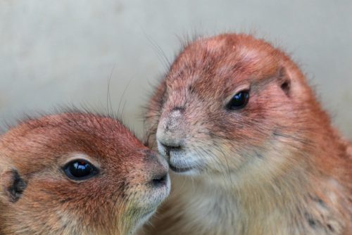 専門獣医師が解説するオグロプレーリードッグの雌雄鑑別と繁殖〔Ver.2〕超難しい！