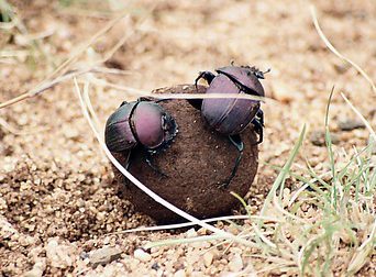 専門獣医師が解説するげっ歯類の食糞