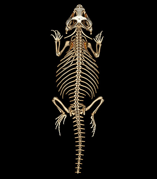 フトアゴヒゲトカゲのCT