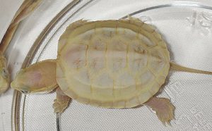 クサガメアルビノ