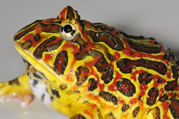 クランウェルツノガエル