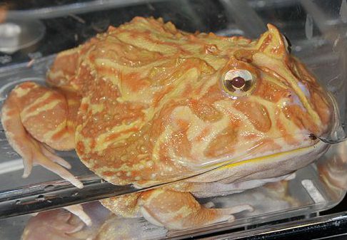 ツノガエルアルビノ
