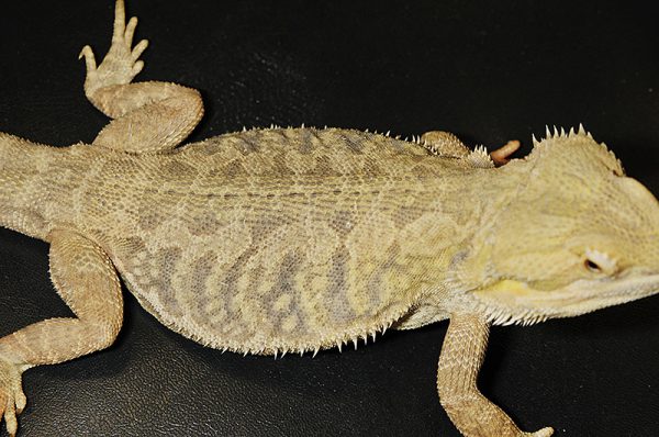 フトアゴヒゲトカゲ