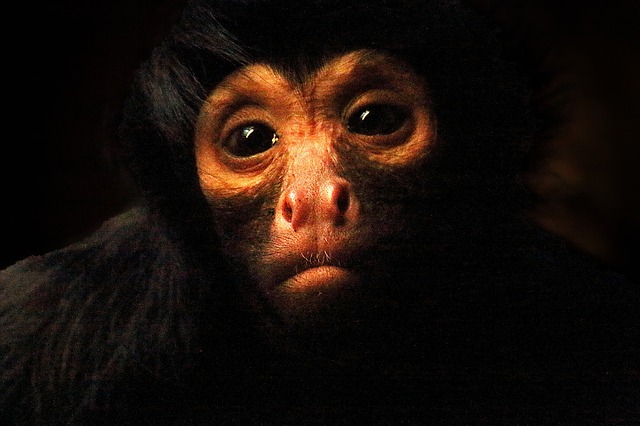 専門獣医師が解説する真猿類(オマキザル・リスザル・マーモセット)の飼育の心構えと基礎知識