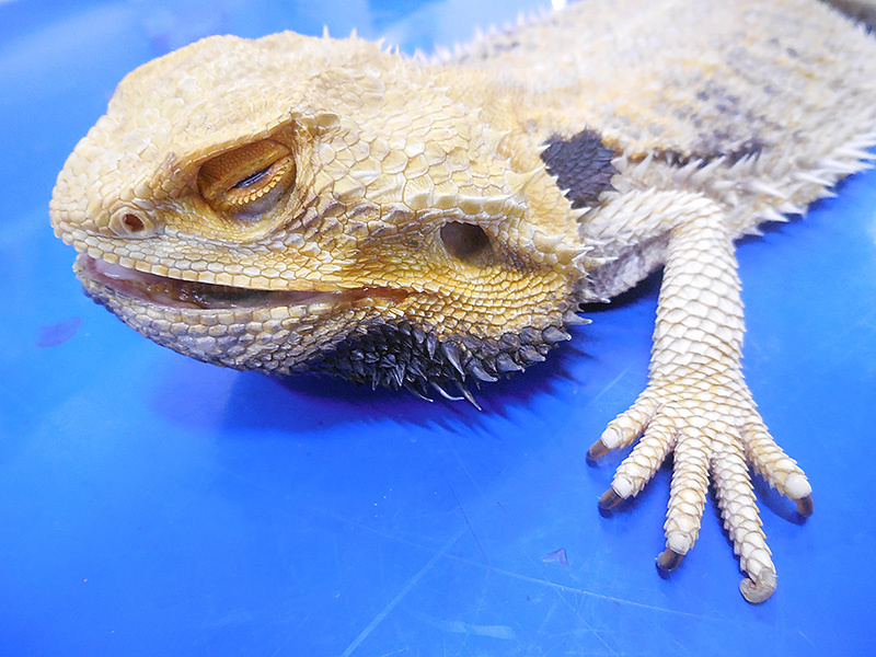 フトアゴヒゲトカゲ痛風