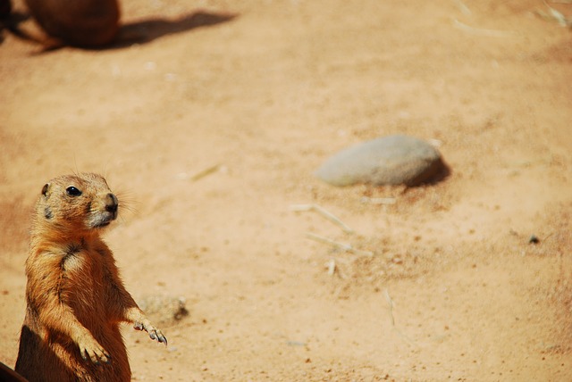 オグロプレーリードッグってどんな動物？専門獣医師が解説する知らないといけない生態と特徴〔Ver.2〕