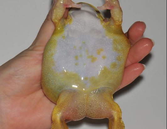 ベルツノガエル