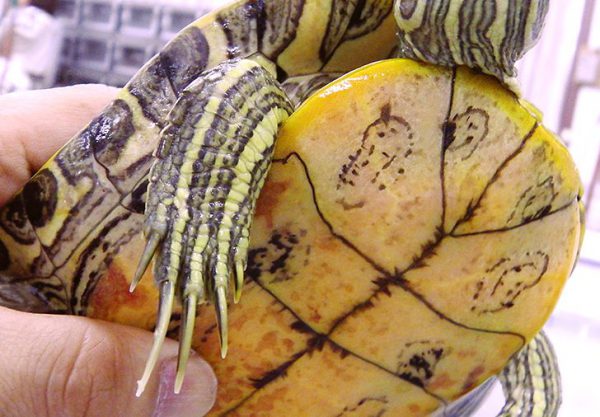 アカミミガメのオスの爪