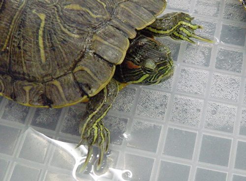 アカミミガメのオスの爪