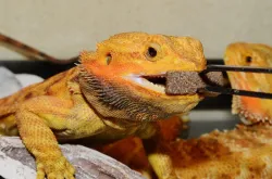 グラムパイ