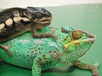 専門獣医師が解説するカメレオンの雌雄鑑別と繁殖