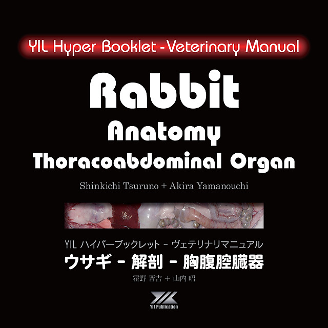 ヴェテリナリマニュアル | ウサギ-解剖-胸腹腔臓器 (獣医学書)