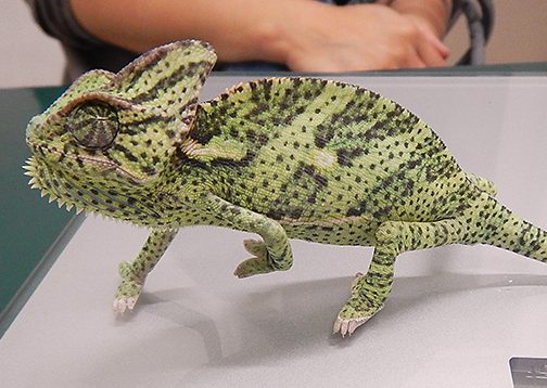 エボシカメレオン