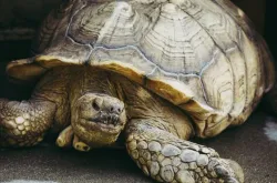 ケズメリクガメ