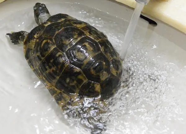 専門獣医師が解説する爬虫類の温浴