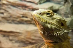 フトアゴヒゲトカゲ