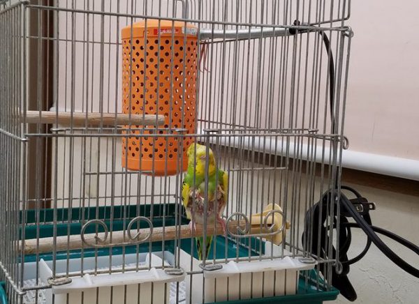 小鳥の保温
