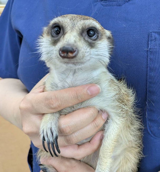 ミーアキャットの去勢手術・臭腺摘出